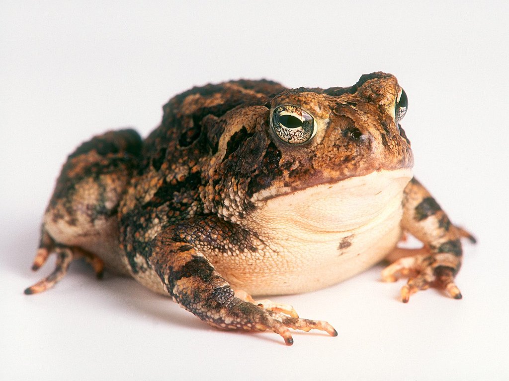 Fowler's Toad